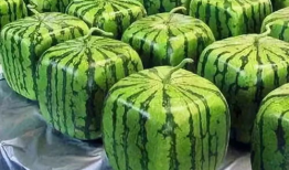 吃瓜爆料西瓜条怎么做,揭秘西瓜条的制作秘诀